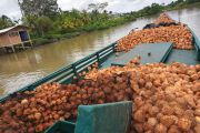 Proyecto COPacífiCO, un año investigando la cadena productiva del coco en la Costa Pacífica caucana